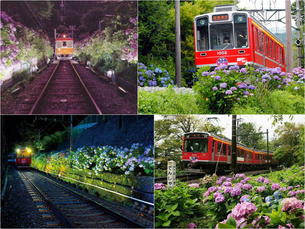 穷游商城 日本神奈川县箱根登山铁道紫阳花电车 镰仓散步赏花一日游 特价城市玩乐预订 打折促销优惠 穷游网